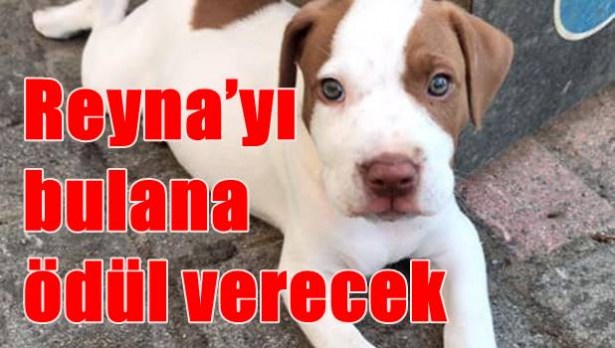 Reyna´yı bulana ödül verecek