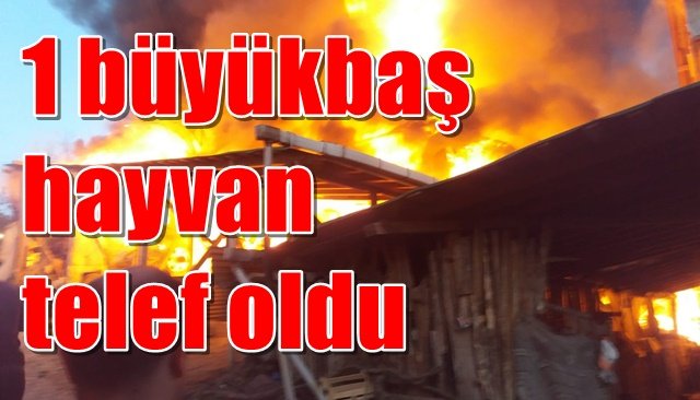 Yangında 1 büyükbaş hayvan telef oldu